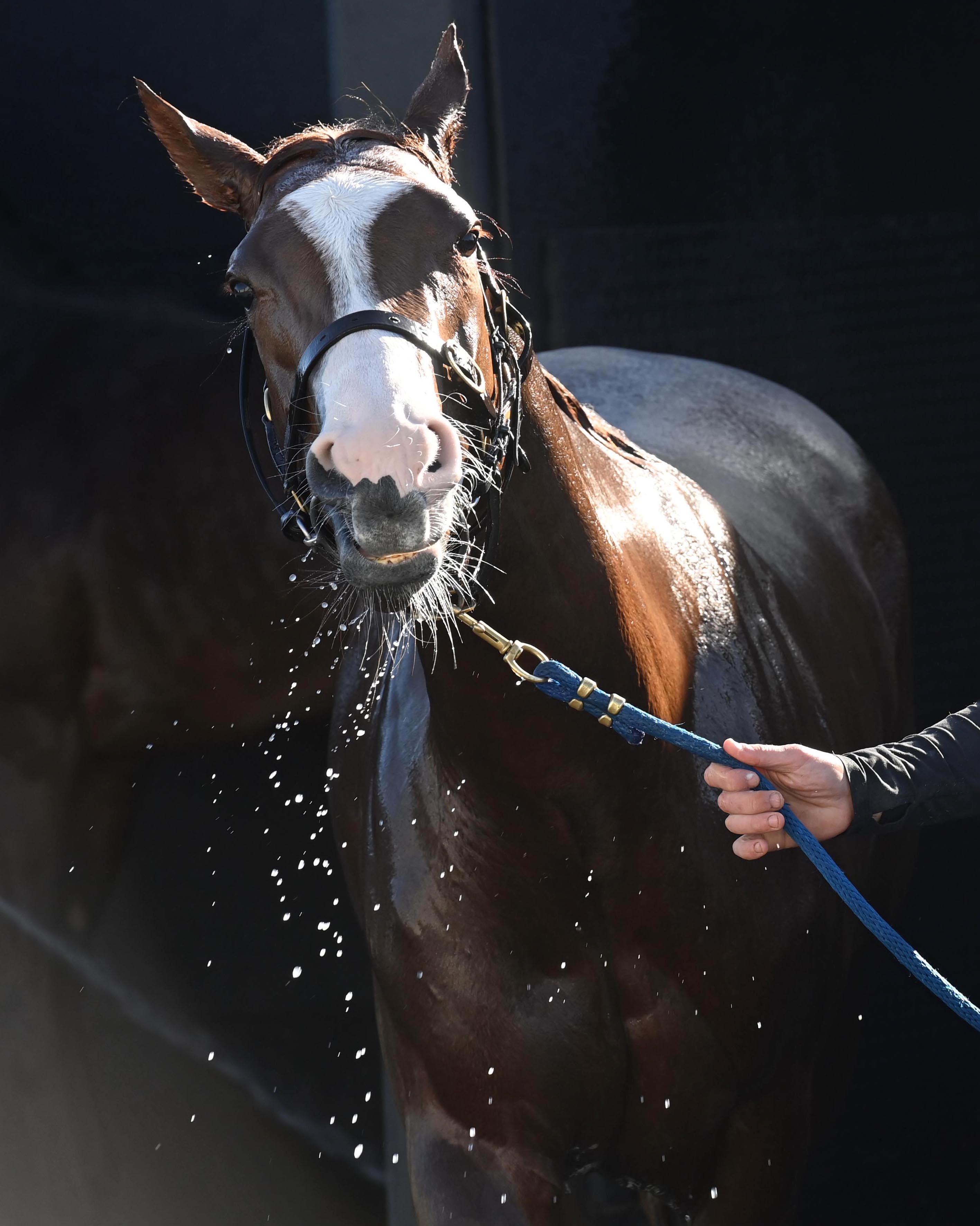 The principles of the IHRB’s approach to equine anti-doping and medication control