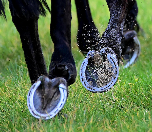 Irish Horseracing Board