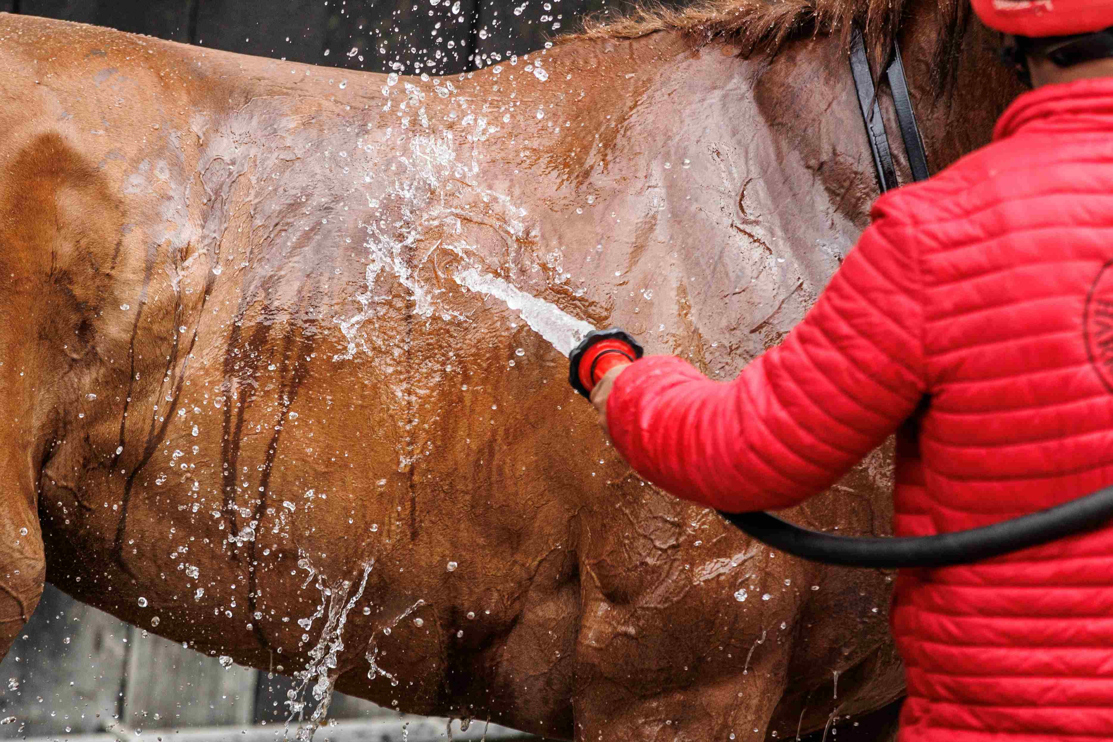 Equine Anti-Doping Reports